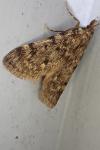 Aglossa pinguinalis