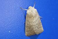 Hoplodrina ambigua