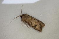 Agrotis segetum