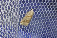 Eublemma candidana