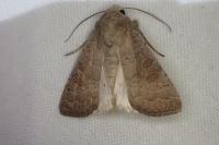 Hoplodrina ambigua