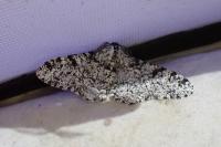 Biston betularia