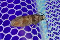 Clavigesta sylvestrana
