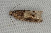 Crocidosema plebejana