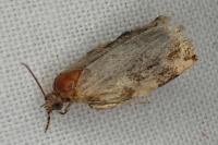 Archips xylosteana