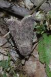 Agrotis segetum