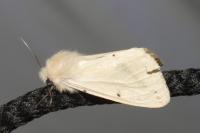 Spilarctia lutea