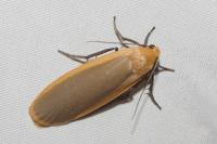 Katha depressa