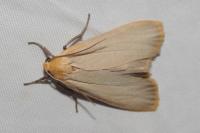 Katha depressa