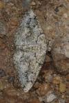 Cleorodes lichenaria