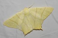 Ourapteryx sambucaria