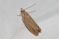 Epinotia abbreviana