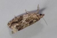 Epinotia abbreviana
