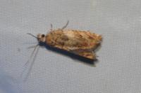 Epinotia abbreviana