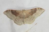 Idaea degeneraria