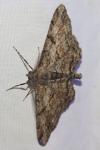 Peribatodes rhomboidaria