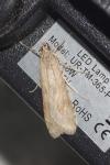 Nomophila noctuella