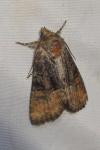 Oligia latruncula