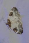 Plemyria rubiginata