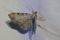 Pasiphila rectangulata