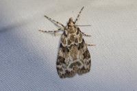 Eudonia delunella