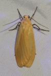 Wittia sororcula