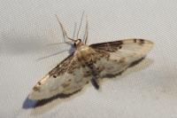 Idaea filicata