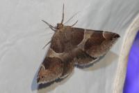 Dysgonia algira