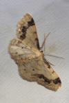 Idaea trigeminata