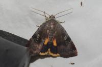 Noctua janthe/janthina
