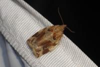 Archips xylosteana