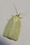 Tortrix viridana