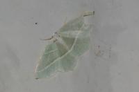 Campaea margaritaria