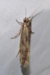 Opogona omoscopa