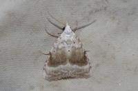 Meganola albula