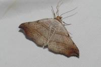 Laspeyria flexula