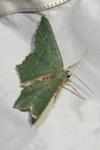 Hemithea aestivaria