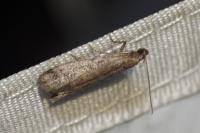 Ephestia elutella/woodiella