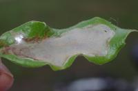 Acrocercops brongniardella