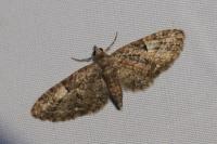 Eupithecia dodoneata