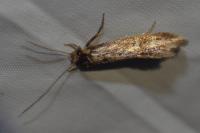 Opogona omoscopa