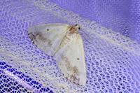 Lomographa temerata