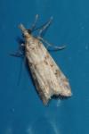 Eudonia angustea