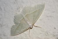 Campaea margaritaria