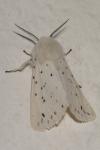 Spilosoma lubricipeda