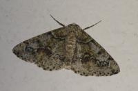 Cleorodes lichenaria