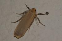 Katha depressa