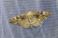 Alcis repandata