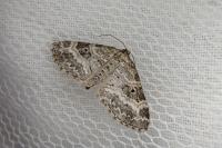 Pterapherapteryx sexalata
