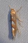 Phyllonorycter belotella